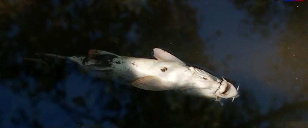 Sécheresse : 11 tonnes de poissons asphyxiés dans un étang de la Loire