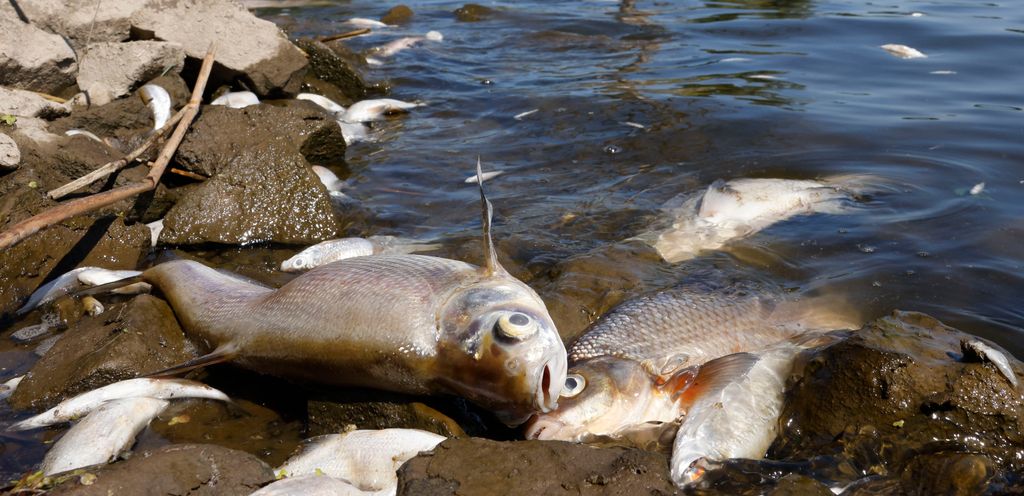 Désastre environnemental : mystère autour de la mort de milliers de poissons dans une rivière entre l'Allemagne et la Pologne