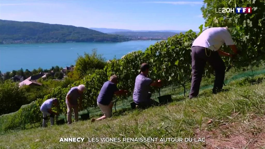 À Annecy, les vignes renaissent autour du lac