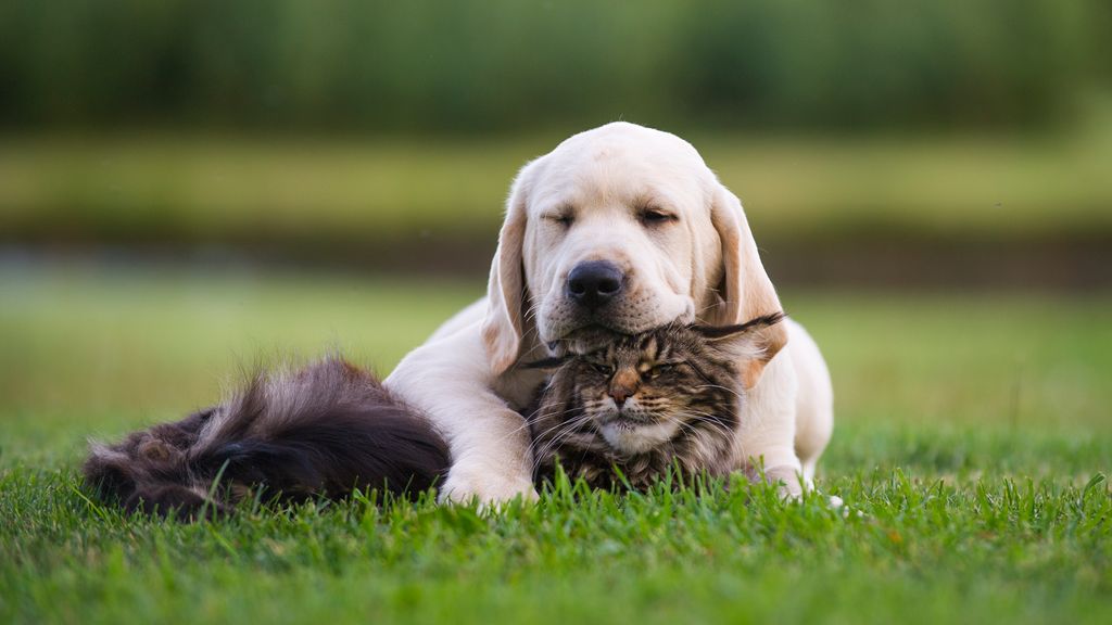 Adopter un chat ou chien de race rare : nos conseils pour ne pas vous tromper et éviter les arnaques