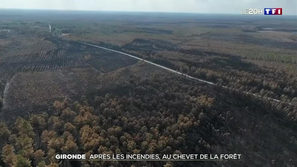 Gironde : après les incendies, au chevet de la forêt