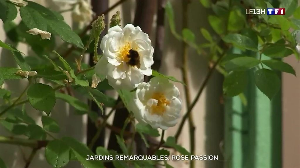 Jardins remarquables : les roseraies du Centre-Val de Loire