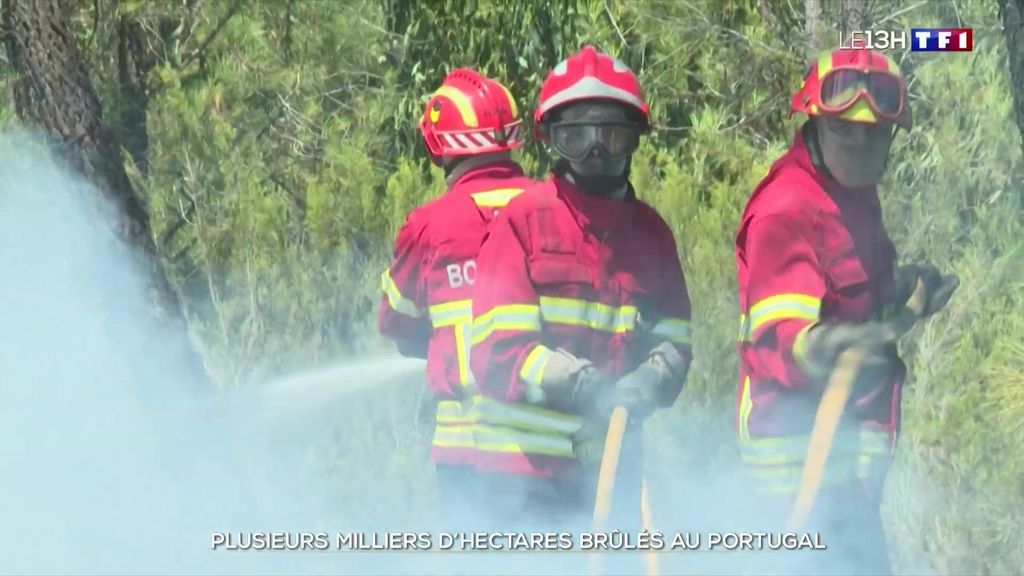 VIDÉO - Portugal : plusieurs milliers d'hectares ravagés par les flammes