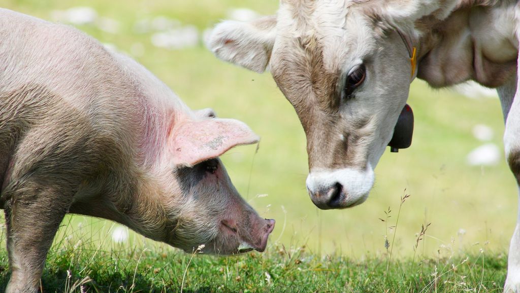 Alimentation : plus d'un milliard d'animaux sont-ils tués en France chaque année ?