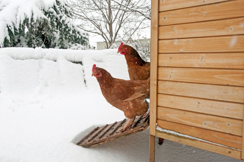 Comment prendre soin de ses poules en hiver ?