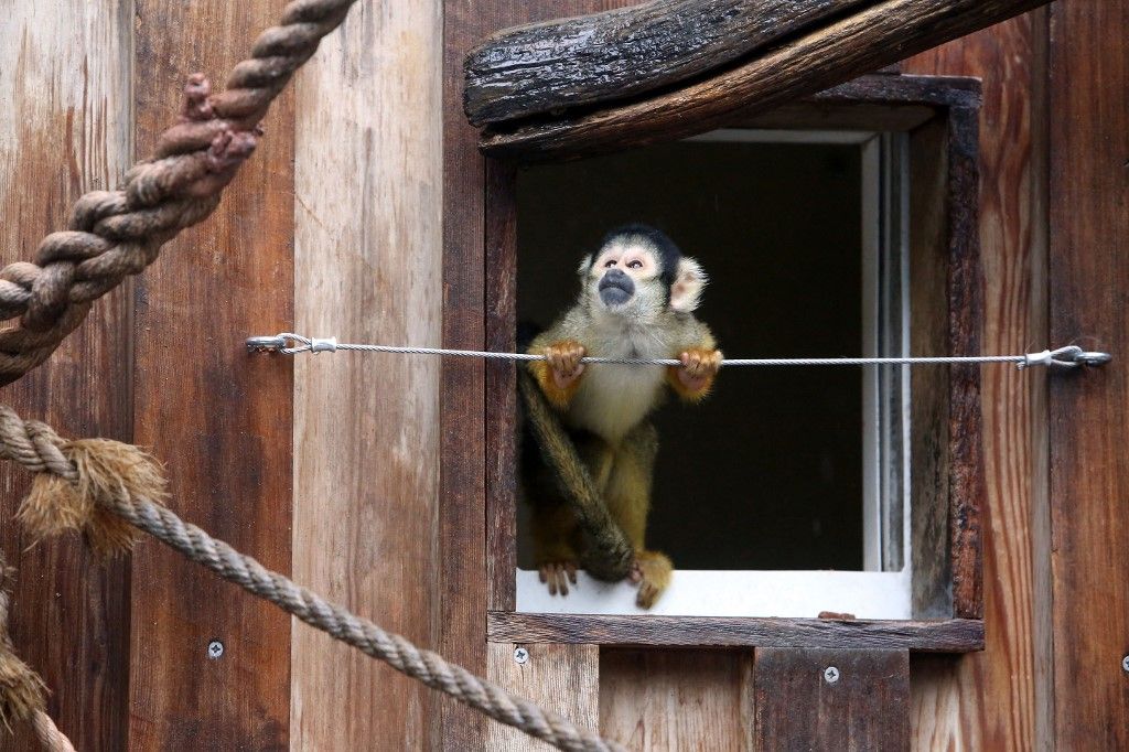 Vol de 14 singes-écureuils dans un zoo du Var : trois primates retrouvés, un homme interpellé