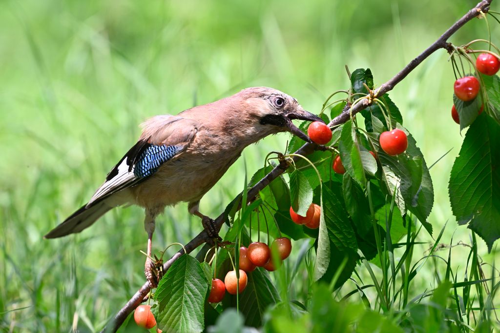 Trois conseils à suivre pour éloigner les oiseaux des arbres fruitiers