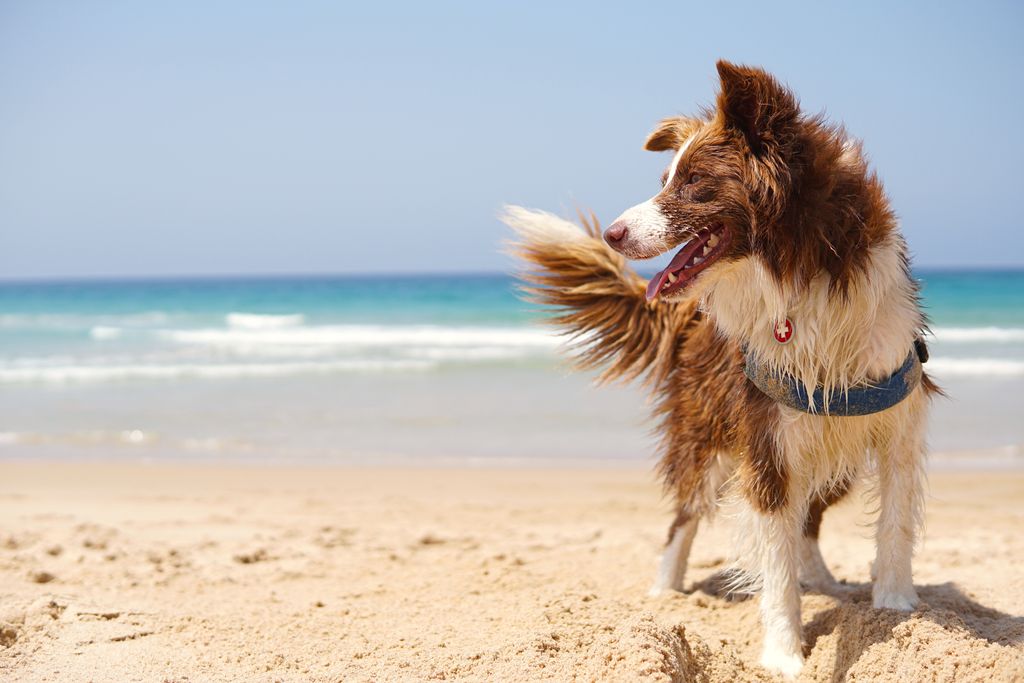 Emmener son chien à la plage : que faut-il savoir ?