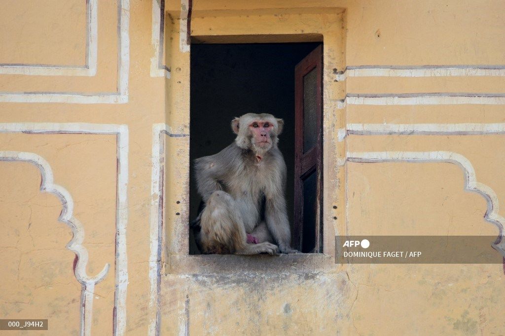 G20 en Inde : pour faire fuir les macaques, des 