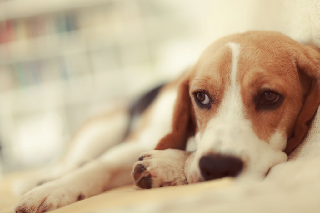 Syndrome de la dilatation-torsion de l'estomac chez le chien : pourquoi il faut réagir très vite ?