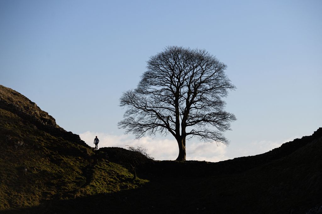 L'un des arbres les plus célèbres du Royaume-Uni abattu en pleine nuit dans un acte de vandalisme