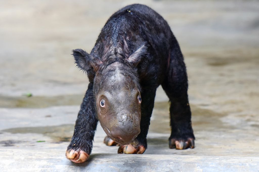 EN IMAGES - Un rhinocéros de Sumatra, espèce en danger d'extinction, vient de naître en Indonésie