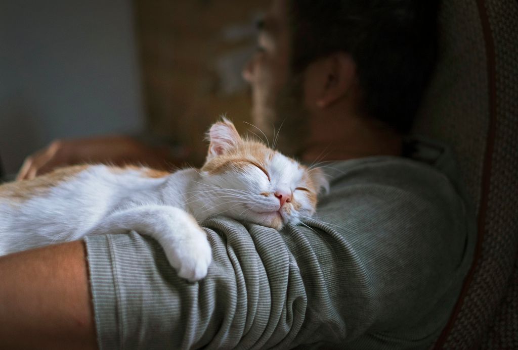 En plus d'être mignons, les chats ont des vertus thérapeutiques pour l'homme