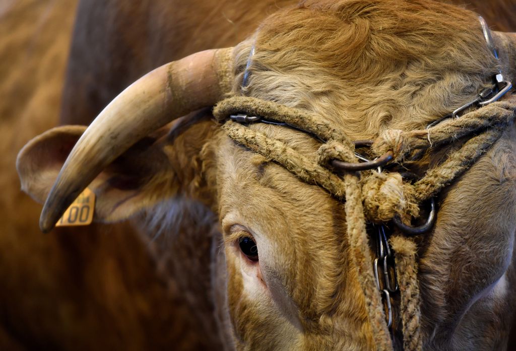 Destinée à l'abattoir et graciée par ses acheteurs : la belle histoire d'une vache au Salon de l'Agriculture 2023