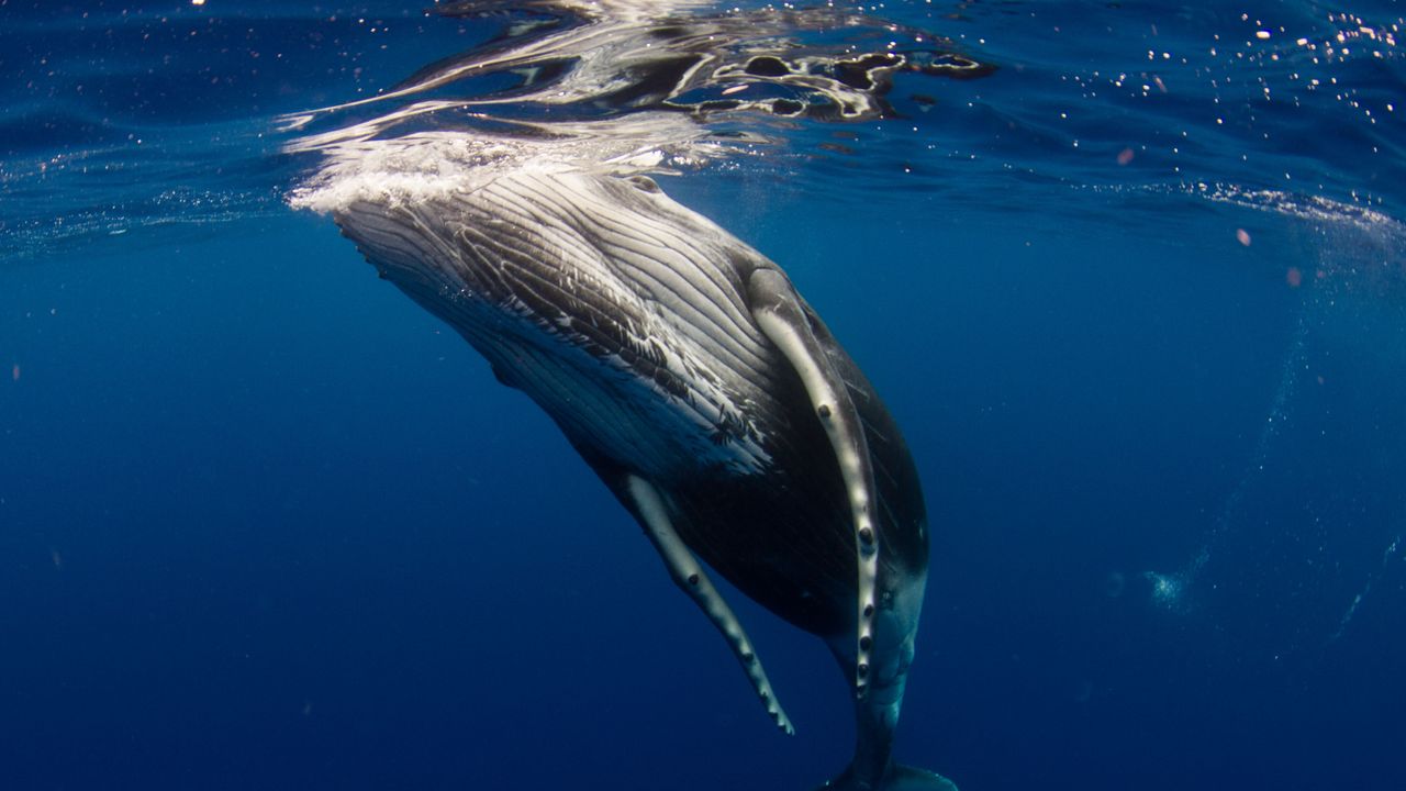 Island, en av de siste som driver med hvalfangst, avslutter øvelsen midlertidig