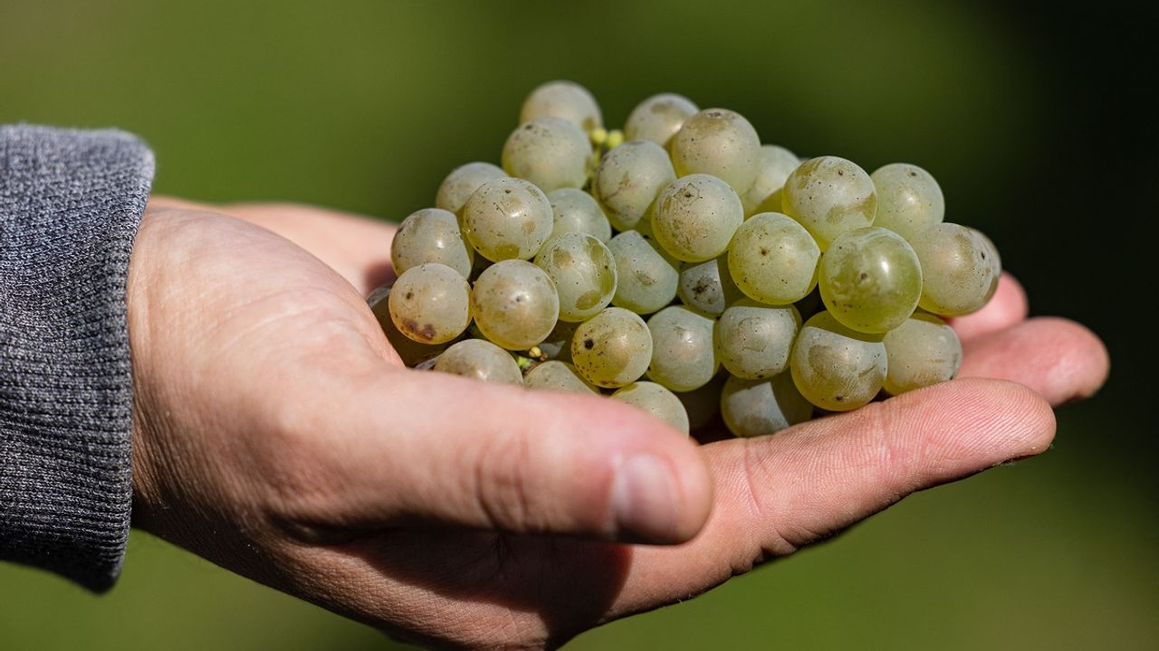 VIDÉO - Réchauffement climatique : bientôt la première cuvée de Chardonnay... des Hauts-de-France