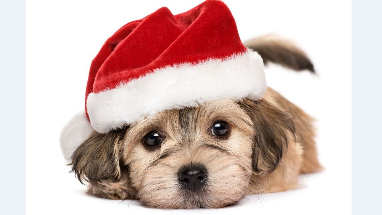 Noël : 99% des chiens auront un cadeau sous le sapin