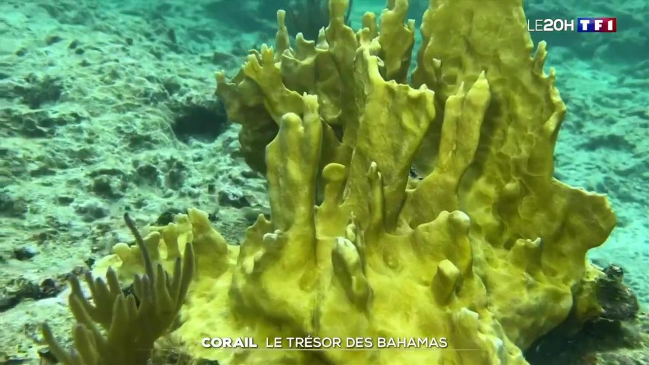 Corail : le trésor des Bahamas