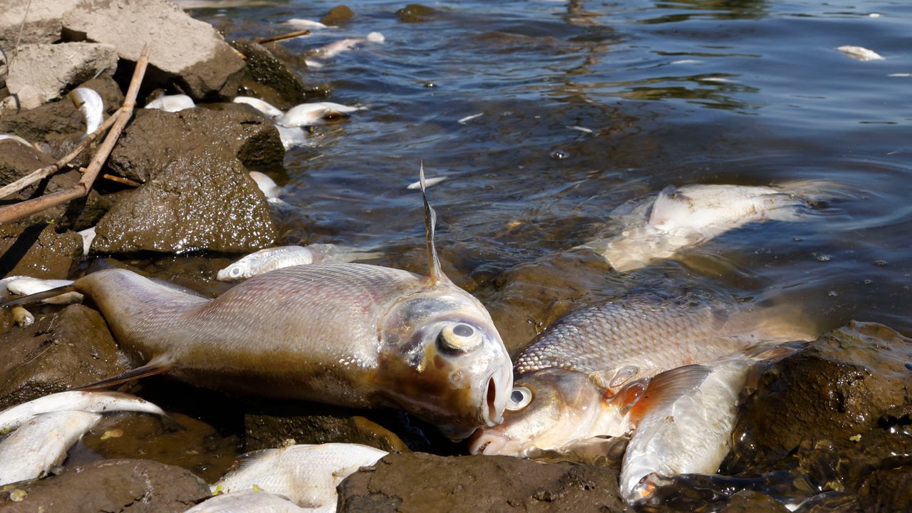 Tote Fische zwischen Deutschland und Polen: Das Rätsel bleibt