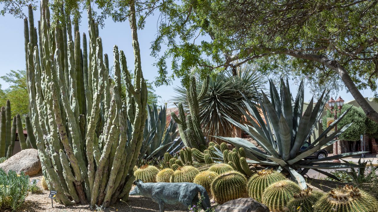 Comment créer un jardin de cactus qui ne ressemble à aucun autre ?
