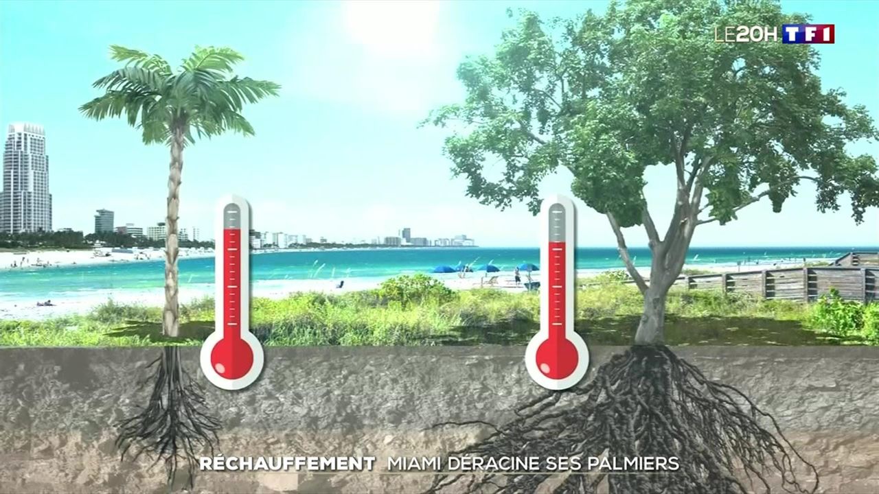 Réchauffement : Miami déracine ses palmiers