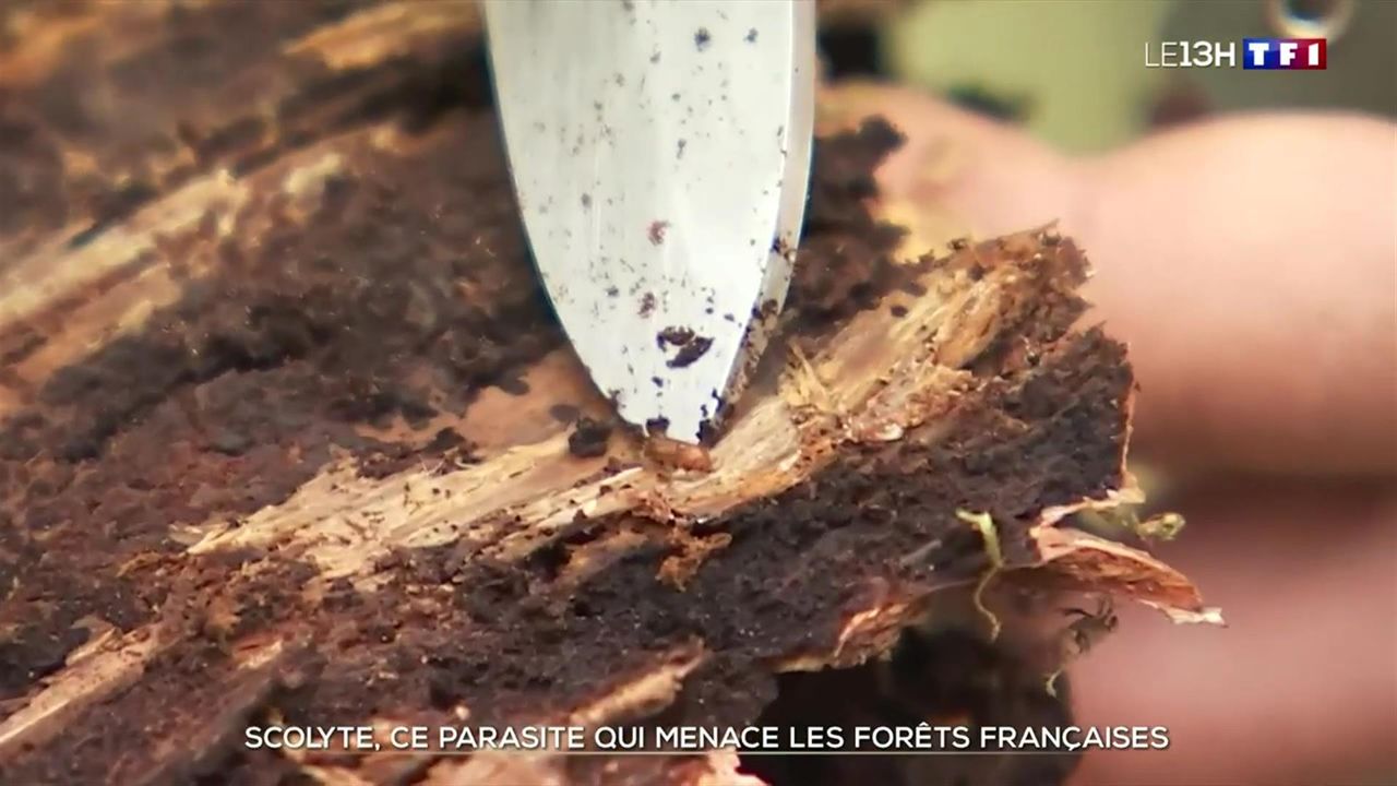 Scolyte, ce parasite qui menace les forêts françaises