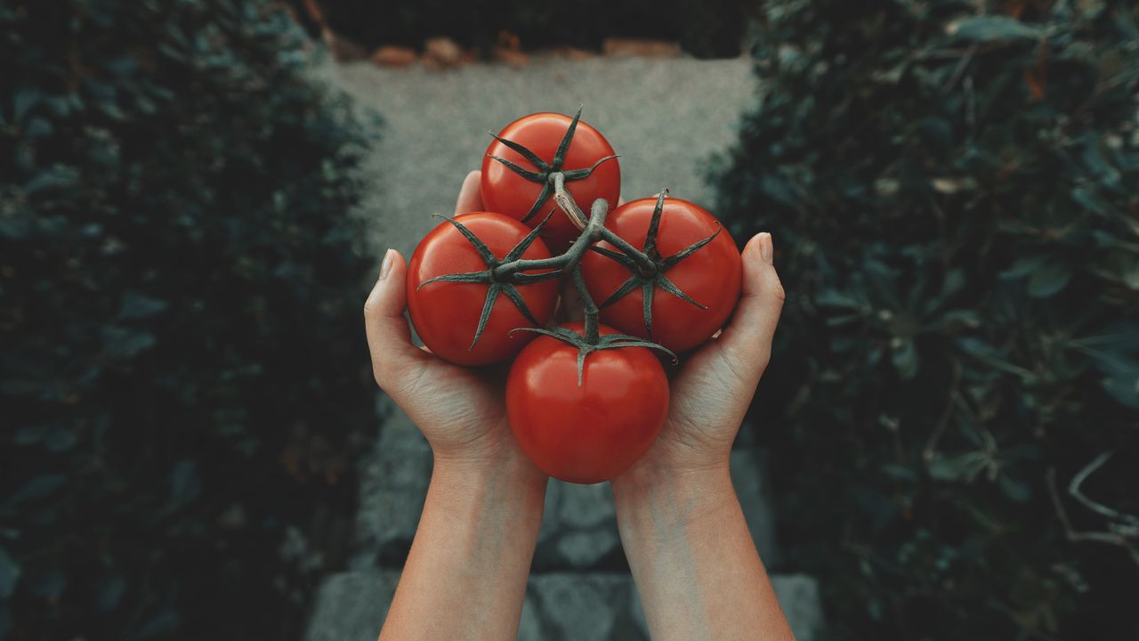 Une tomate française produite hors saison pollue-t-elle autant qu'une tomate venue d'Afrique du Sud ?