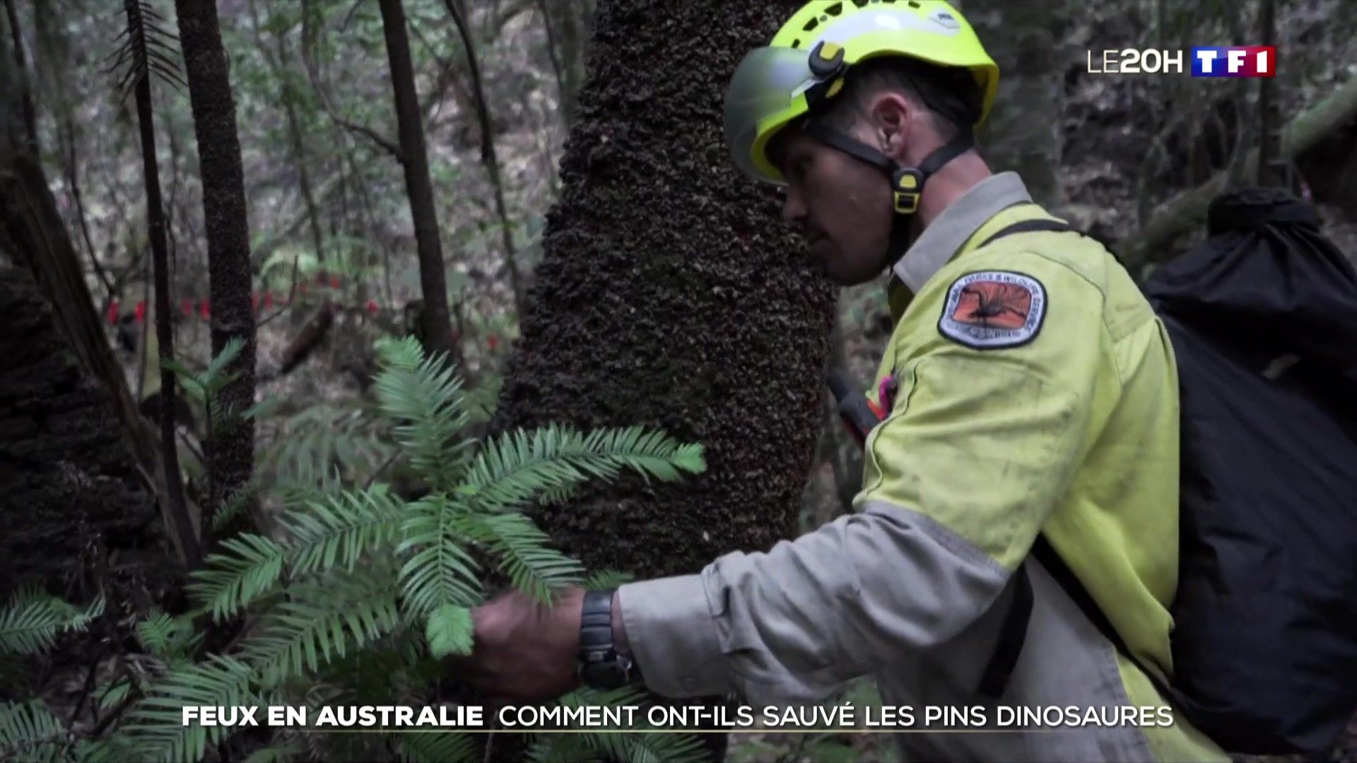 Australie : des pins préhistoriques sauvés des flammes