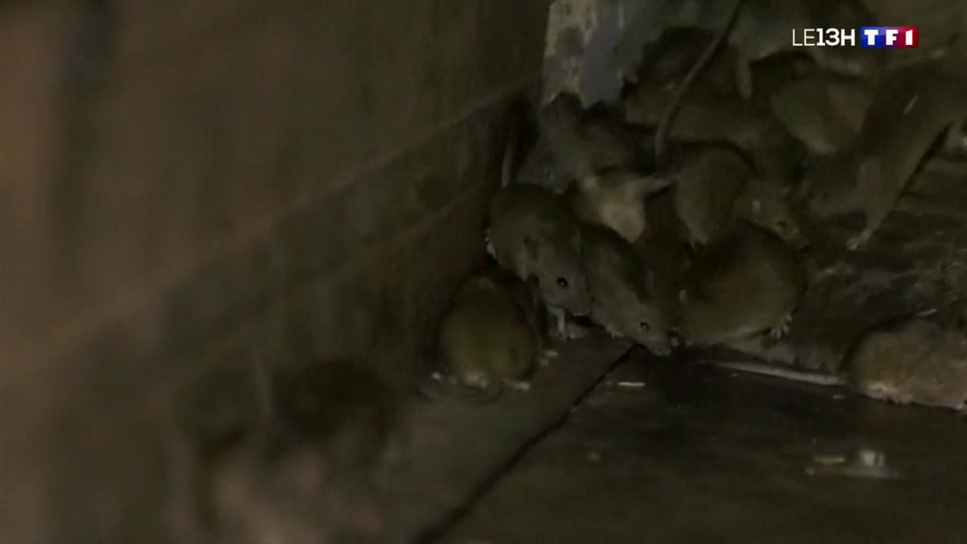 Australie : les agriculteurs face à une impressionnante invasion de souris