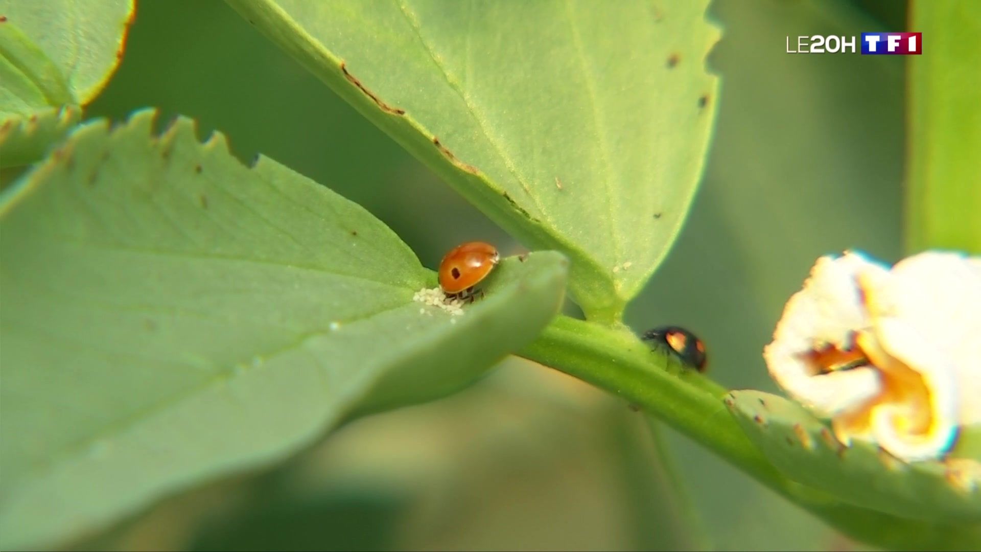 VIDÉOS - Des insectes pour remplacer les pesticides
