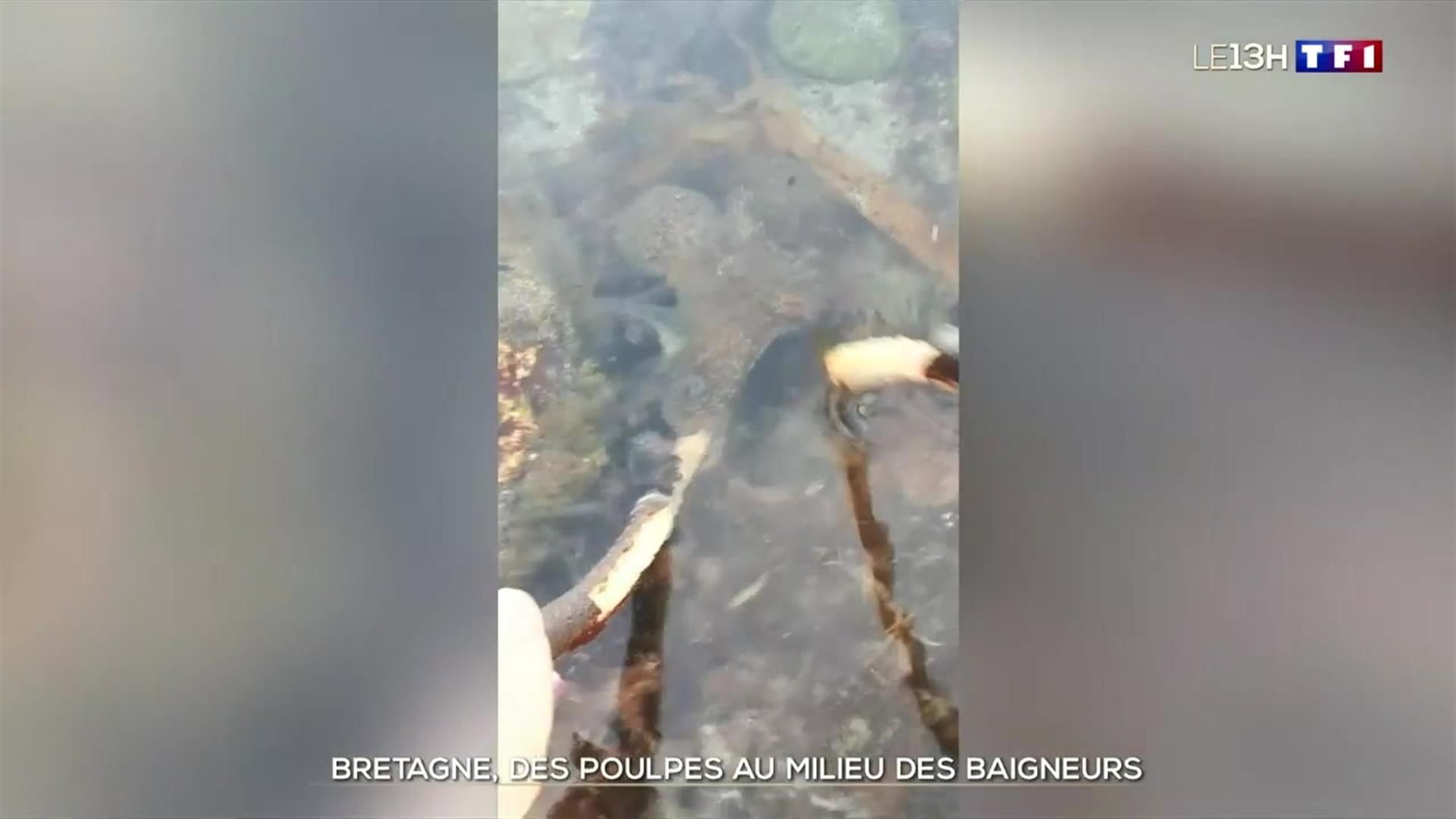 Des poulpes au milieu des baigneurs en Bretagne