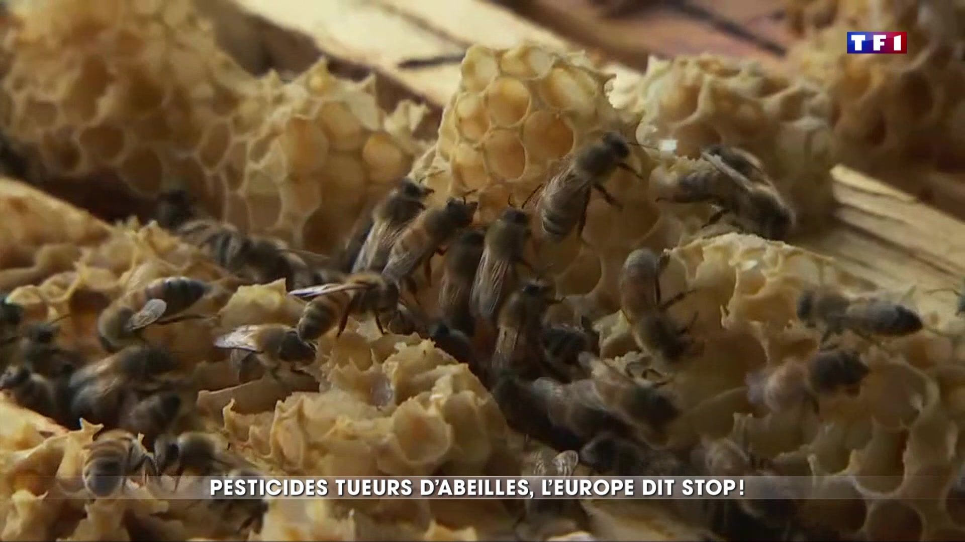 L'Europe interdit trois pesticides néonicotinoïdes pour préserver les abeilles