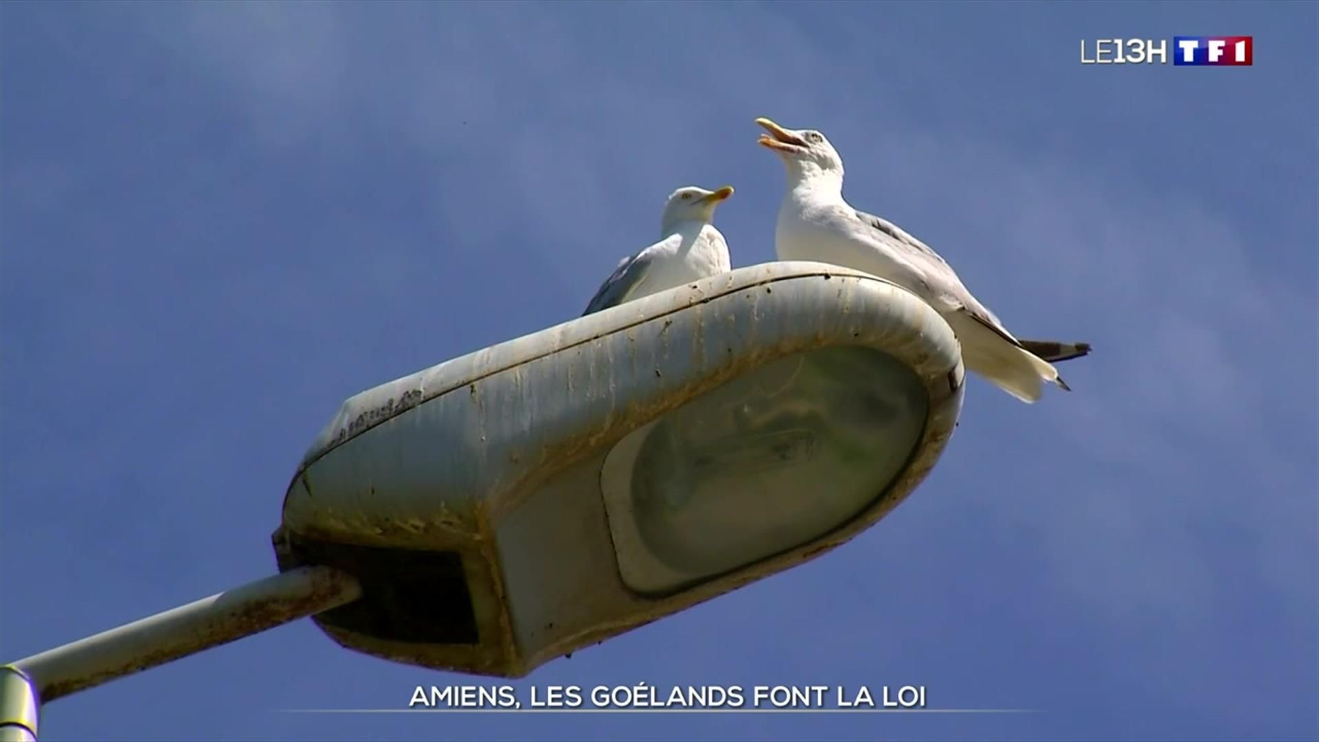 Les goélands font la loi à Amiens