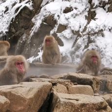 VIDÉO - Japon : le spectacle fascinant des "singes des neiges" barbotant dans les sources d'eau chaude