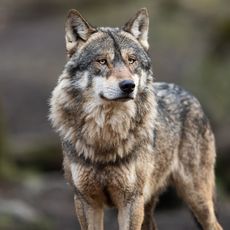Tirs sur les loups menaçant les troupeaux : le protocole "simplifié" dès cette semaine