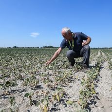 Une vague de chaleur s'est aussi abattue sur toute l'Europe, dont en Italie. Ses effets se font ressortir notamment dans le domaine agricole.