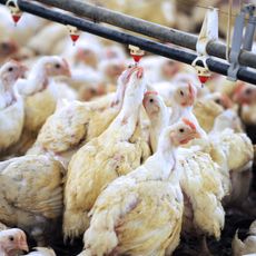 La grippe aviaire a conduit à l'abattage de millions de volailles en quelques mois.