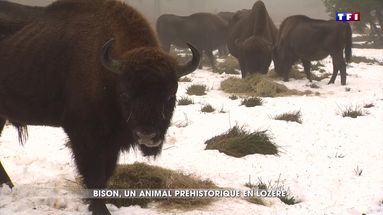 À la découverte des bisons d’Europe en Lozère