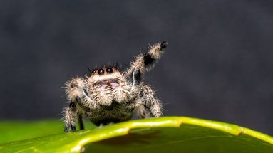 Plus de 10% des espèces d'araignées présentes en France menacées de disparition