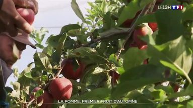 C’est la saison des pommes : premières récoltes aux vergers d'Anjou