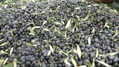 Olives de Nyons : récoltes très prometteuses après les pluies des derniers mois