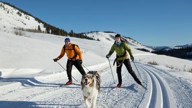 Que peut-on faire et ne pas faire avec son chien sur les pistes de ski ?