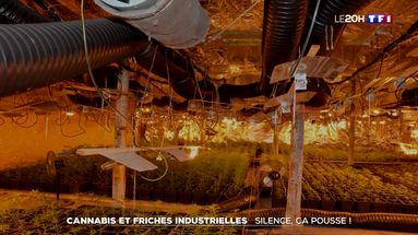 Des plants de cannabis saisis dans une friche industrielle à Roubaix