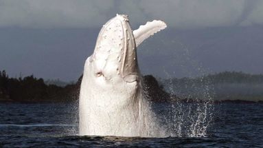 VIDÉO – Une baleine blanche extrêmement rare aperçue près du littoral australien