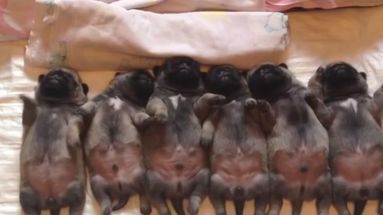 L'instant meugnon – Six chiots allongés sur le dos s'alignent pour dormir
