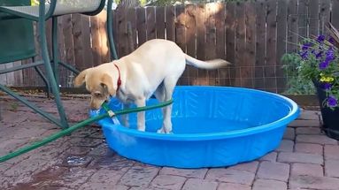 L'instant meugnon – Un chien s'applique pour remplir seul sa piscine