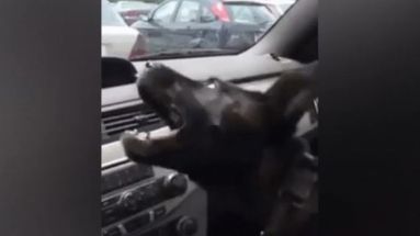 L'instant meugnon - Ce chien est dingue de la climatisation de la voiture !