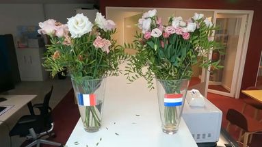 VIDÉO - Prix, qualité, bilan carbone : le match des fleurs françaises et étrangères