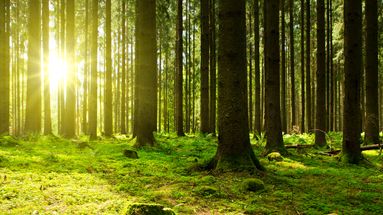 Faire pousser des arbres, acheter une forêt : faut-il investir dans le bois ?