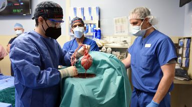 Des chirurgiens américains ont réussi 
à greffer sur un patient un coeur issu d'un porc génétiquement modifié